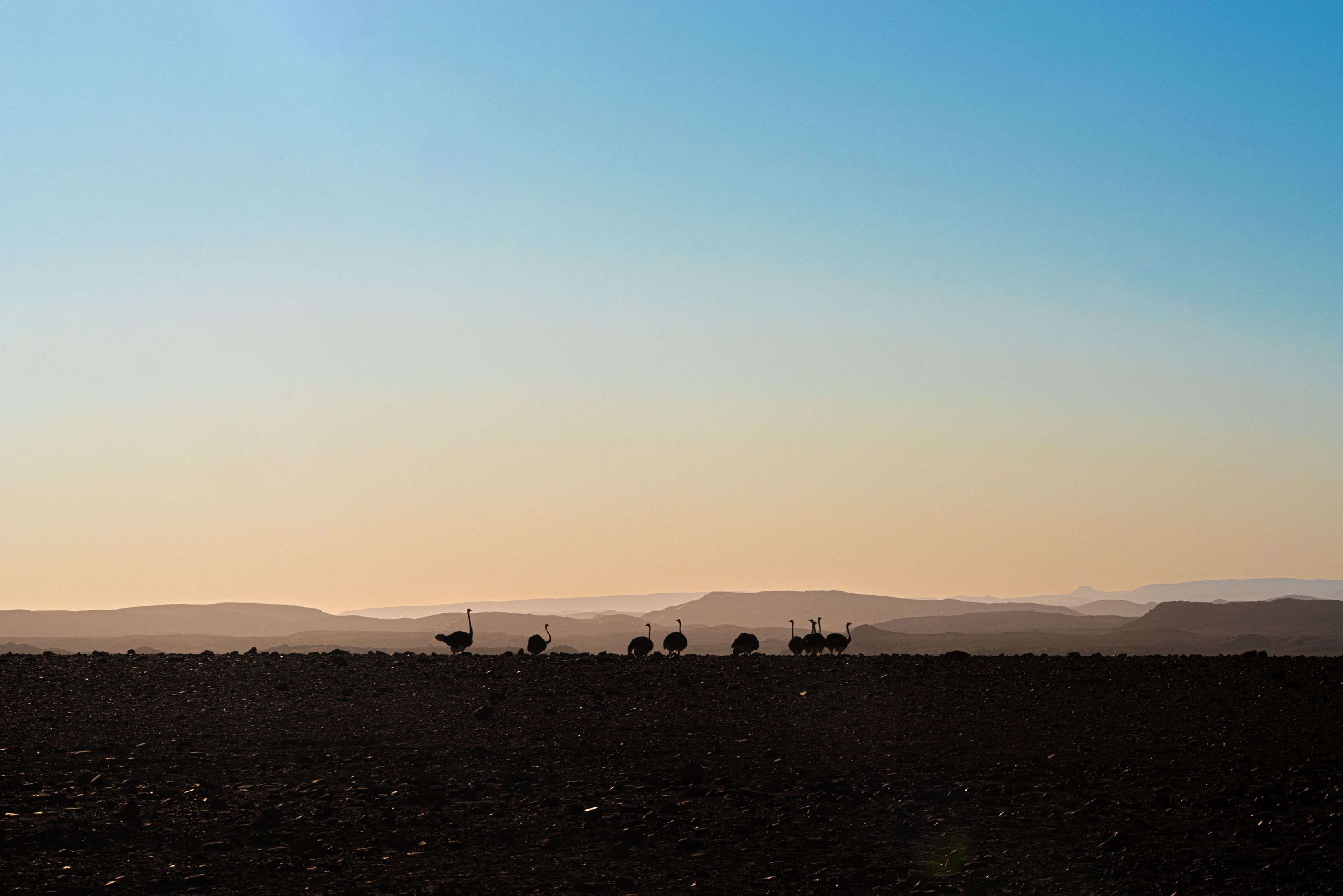 Es ist früher morgen in der endlosen Weite des steinigen Damaralands. Die Sonne ist noch nicht aufgegangen, sie ist aber ganz kurz davor. In der weiten Ferne ist eine verblassende Bergkette zu sehen. Ebenfalls weit weg, aber deutlich näher zur Kamera stehen zehn Strausse  im Gegenlicht.