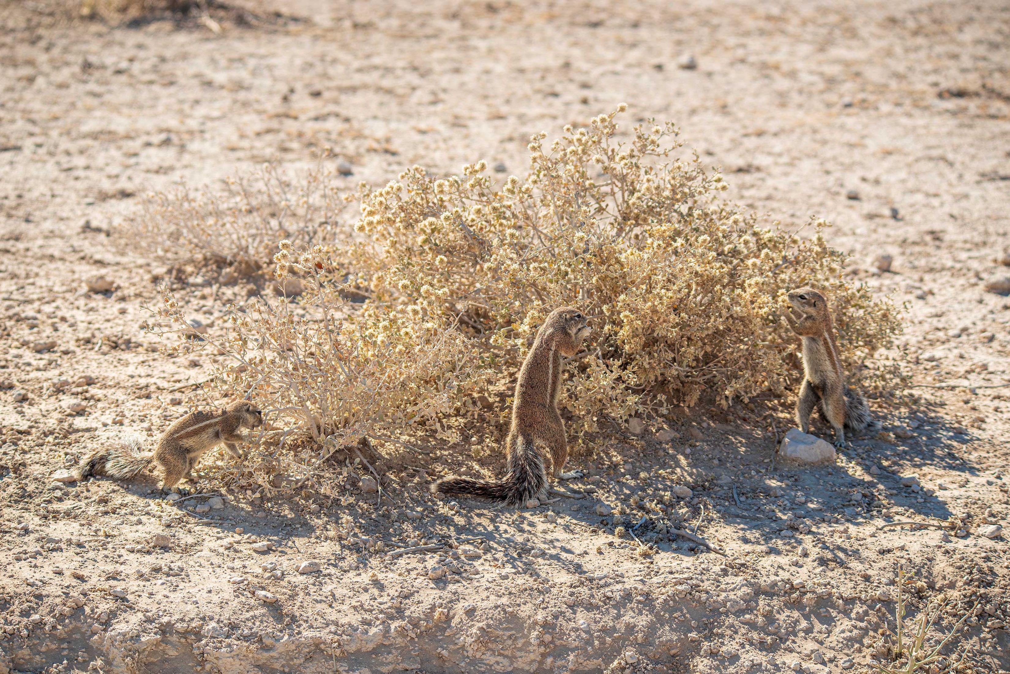 Drei Erdhörnchen knabbern an einem kleinen, vertrockneten Busch. Obwohl es ausschaut, als habe der Busch nicht viel zu bieten, verbringen sie viel Zeit damit, sich an seinen Blüten die Bäuche vollzuschlagen.