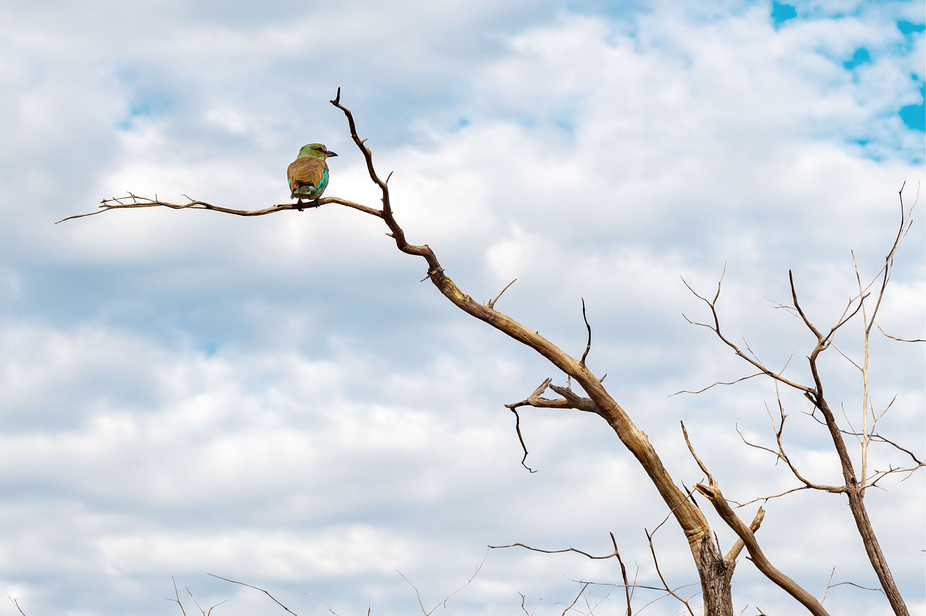 Eine farbenprächtige Gabelracke sitzt auf dem Ast eines abgestorbenen Kameldornbaums und schaut nach rechts – in die Zukunft. Vor ihr erstreckt sich nichts als Himmel. Der Himmel ist völlig bedeckt mit Wolken und macht Hoffnung auf kostenbaren Regen.