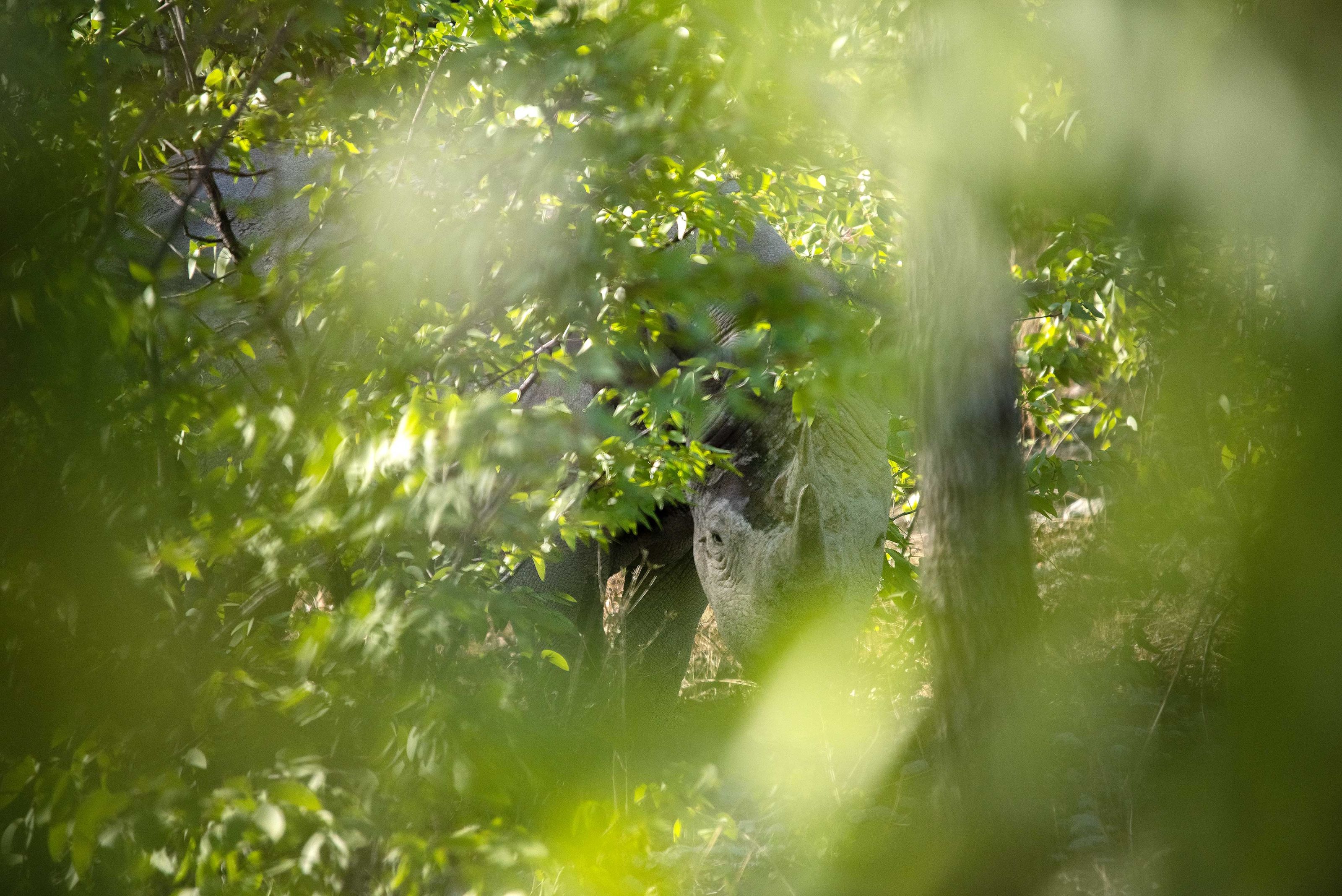 Der Vordergrund wird eingenommen von einem grünen Gebüsch. Die vorderen Blätter sind aufgrund der Tiefenschärfe völlig verschwommen, die Blätter weiterhinten erkennt man gut. In der Mitte bildet das Gebüsch wie ein kleines Guckloch, durch welches im Fokus ein Spitzmaul-Nashorn gerade in die Kamera blickt.