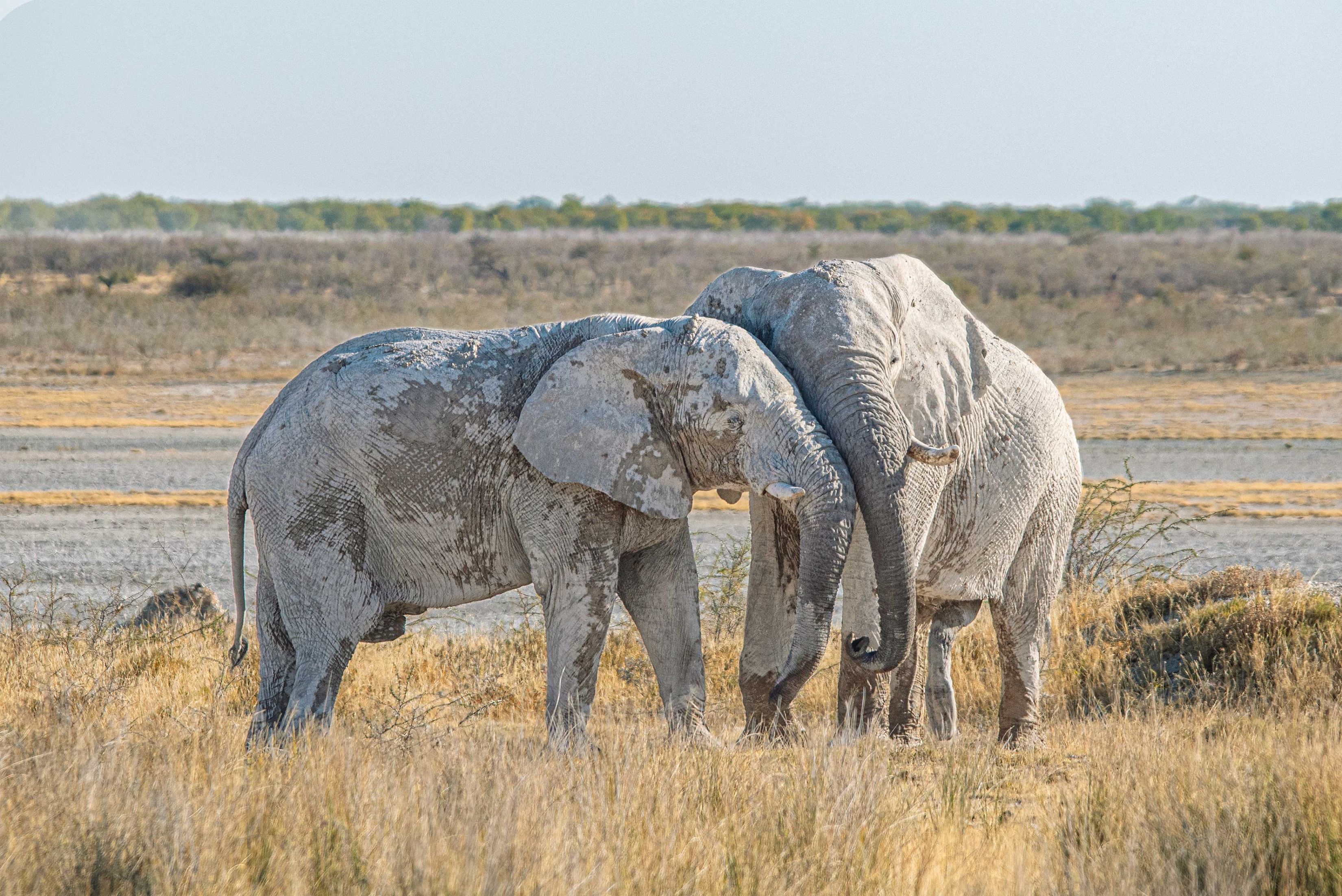 Zwei Elefanten im Etosha Nationalpark kuscheln liebevoll ihre Köpfe aneinander. Der Elefant links steht quer zum Bild, während der rechte der Kamera entgegenschaut.