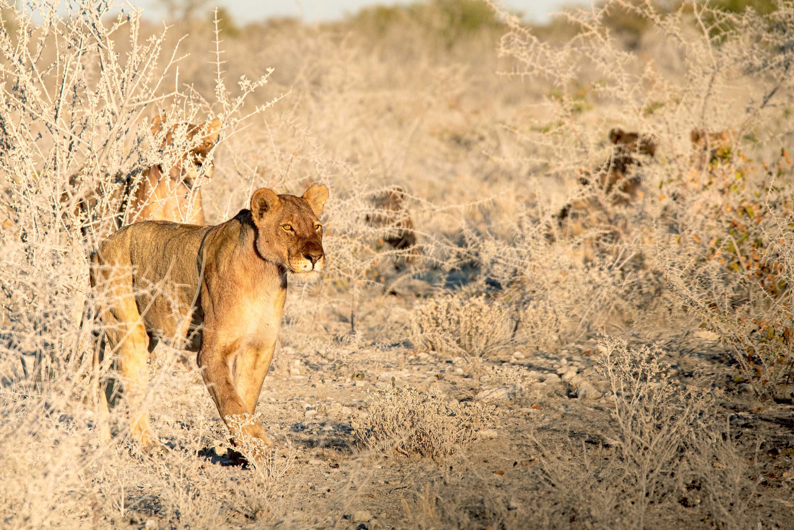 Ein Rudel von fünf Löwen-Weibachen ist auf der Pirsch. Die drei Weibchen rechts im Bild sind gut versteckt hinter Büschen. Die zwei Weibchen links im Bild sind näher und besser sichtbar. Sie fixieren einen Punkt an der Kamera vorbei. Man sieht schön die gelben Augen und gespitzen Ohren der vordersten Löwin.