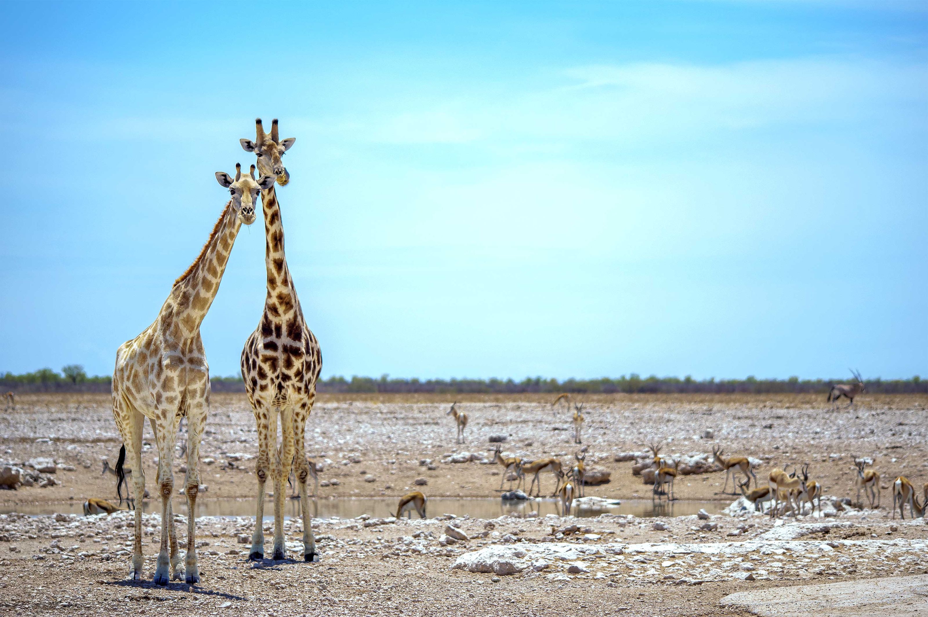 Zwei Giraffen – links eine weibliche, rechts eine männliche – stehen vor einem Wasserloch, an dem Springböcke trinken und schauen mit fragendem Blick in die Kamera. Die Giraffen haben die Köpfe zusammengestreckt. Das Männchen schleckt sich mit der Zunge über's Maul.