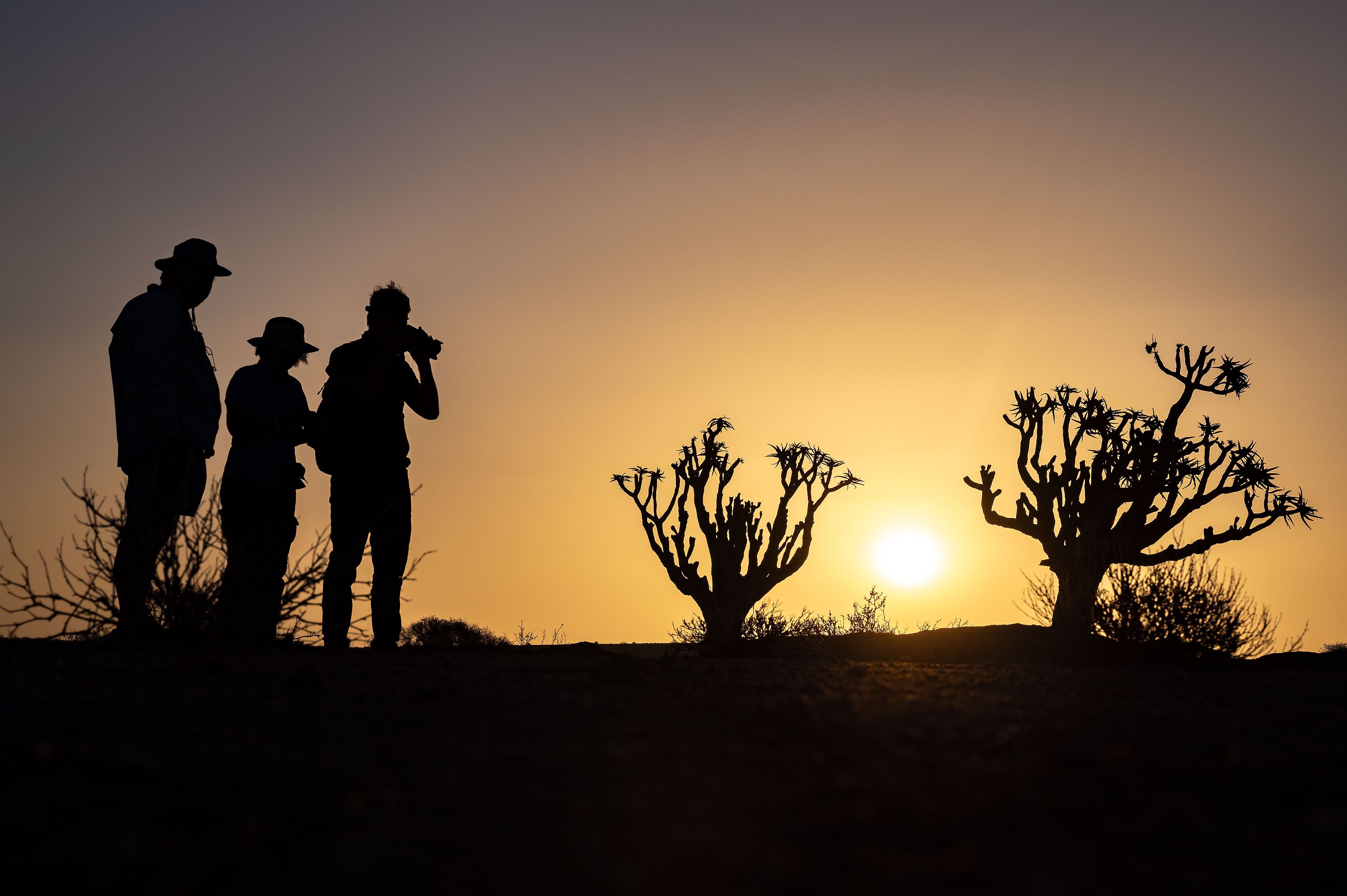 Sonnenuntergang im Damaraland: Im Hintergrund geht im Dunst des nahen Meeres die Sonne unter und taucht die Landschaft in ein sanftes und warmes Gold. Im Vordergrund sind links die Silhouetten von drei Personen, die den Sonnenuntergang bestaunen. In der Mitte und rechts im Bild  stehen zwei Köcherbäume im Gegenlicht.